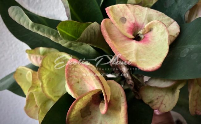 euphorbia Gold Glam 12-25