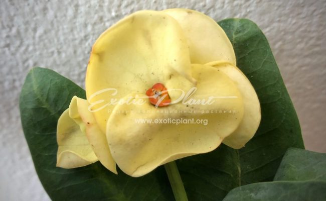 euphorbia King Golden 12-25