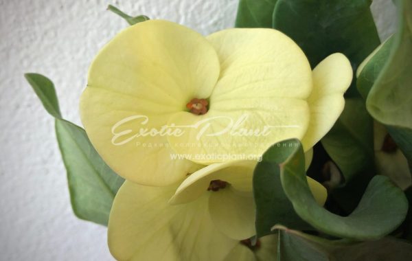 euphorbia King of Yellow Dream 12-25