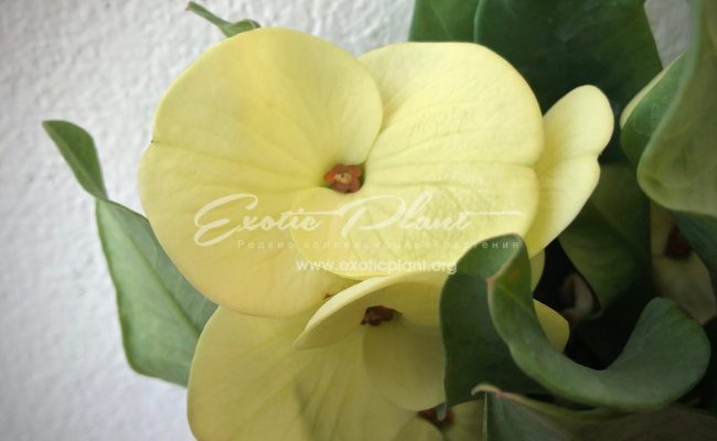 euphorbia King of Yellow Dream 12-25
