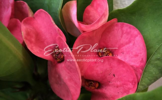 euphorbia Lucky New Year 12-25