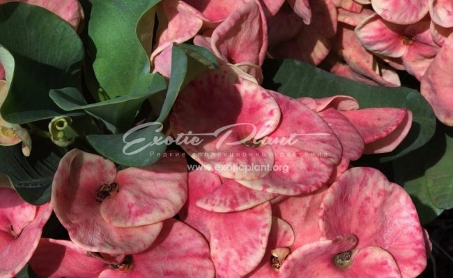 euphorbia Pharam2 12-25