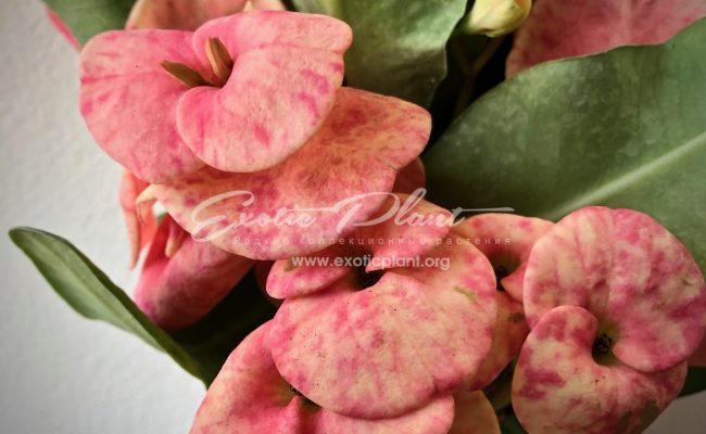 euphorbia Pharam2 12-25