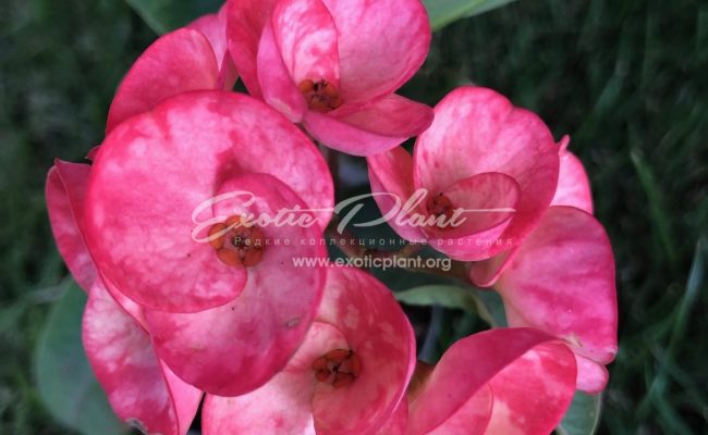 euphorbia Pink Glamour 12-25