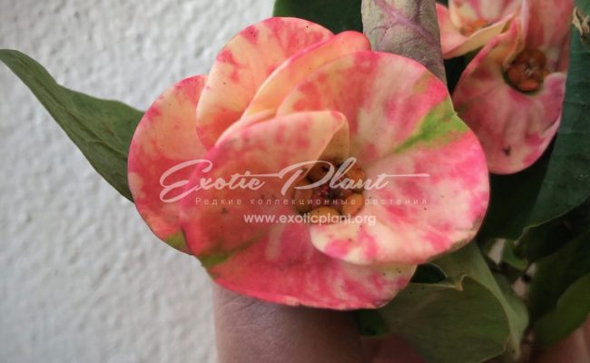 euphorbia Pink Miracle 12-25