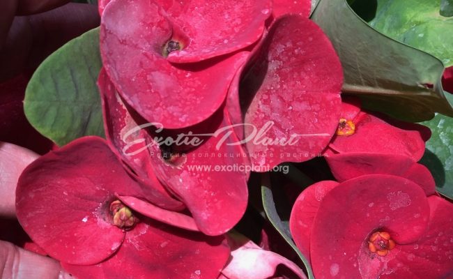 euphorbia Red Giant 12-25