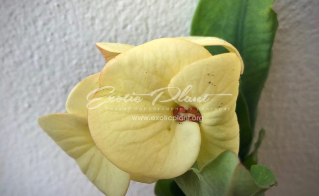 euphorbia Sabrina 12-25