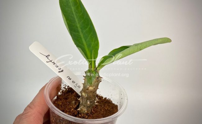 euphorbia Siam Beauty 12-25
