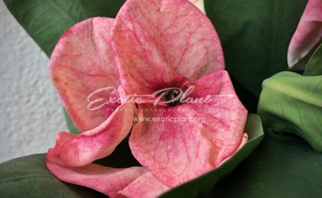 euphorbia Sweet Champion 12-25
