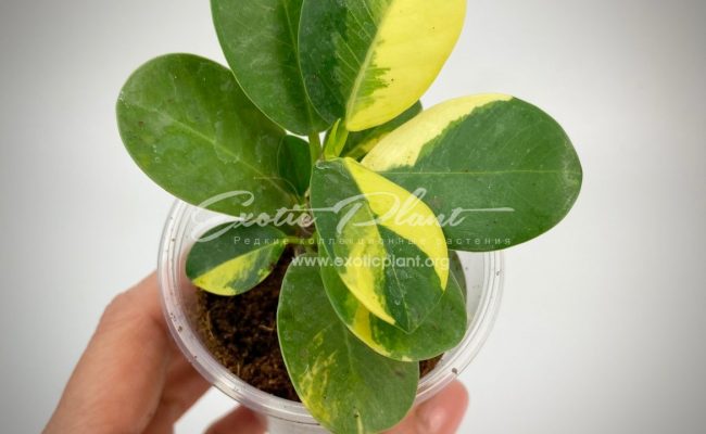 ficus cv Green Island variegated (укорененный черенок) 44