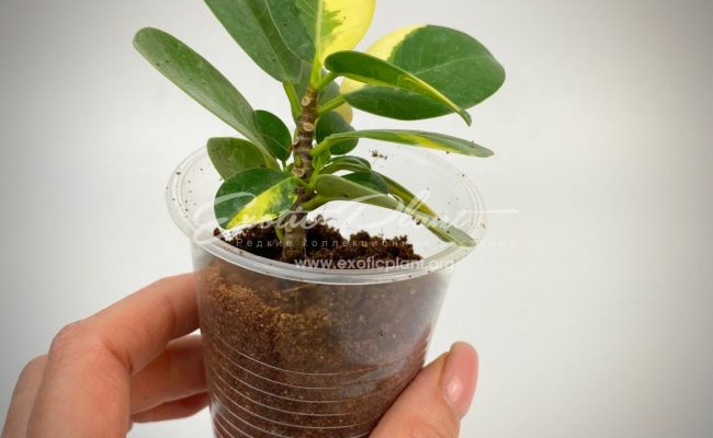 ficus cv Green Island variegated (укорененный черенок) 44