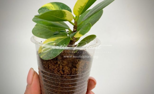 ficus cv Green Island variegated (укорененный черенок) 44