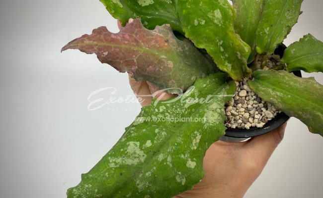 hoya undulata (long wave big dotted) 100