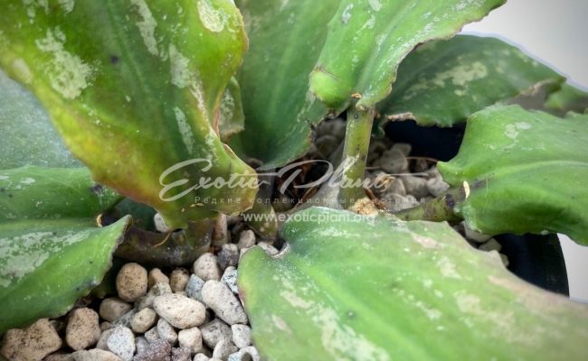 hoya undulata (long wave big dotted) 100