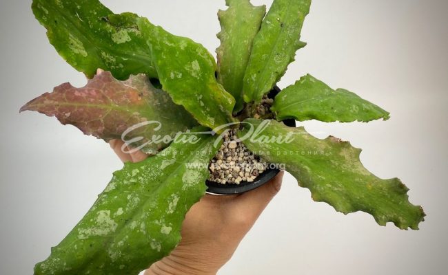 hoya undulata (long wave big dotted) 100
