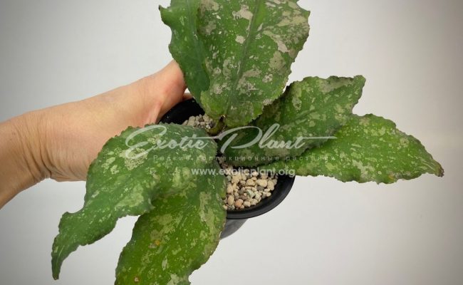 hoya undulata (long wave big dotted)#2 100