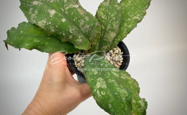 hoya undulata (long wave big dotted)#2 100
