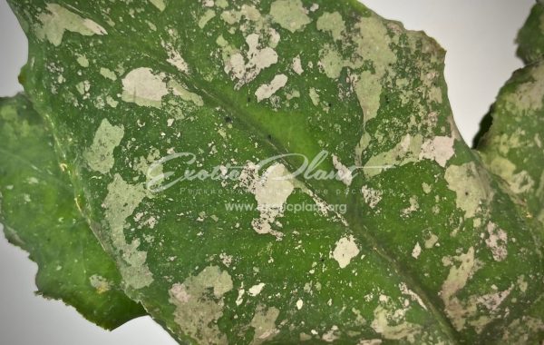 hoya undulata (long wave big dotted) / hoya undulata (long wave big dotted) / хойя ундулата (клон с длинными волнистными листьями с ярковыраженной пятнистостью) 100