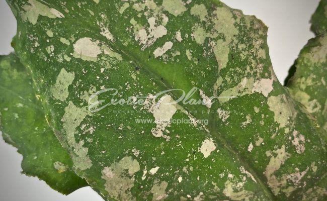 hoya undulata (long wave big dotted)#2 100