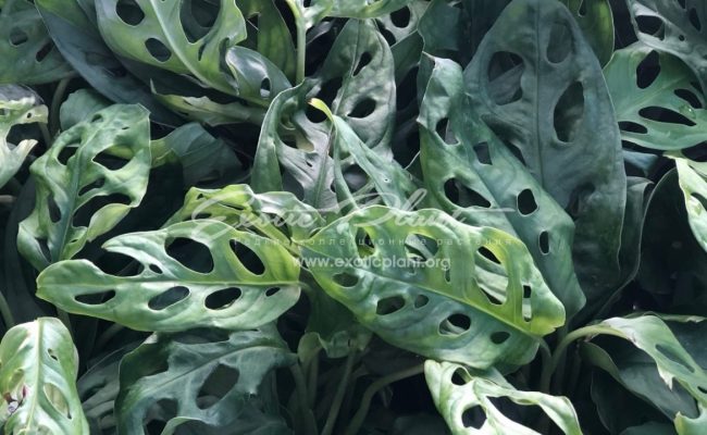 monstera obligua
