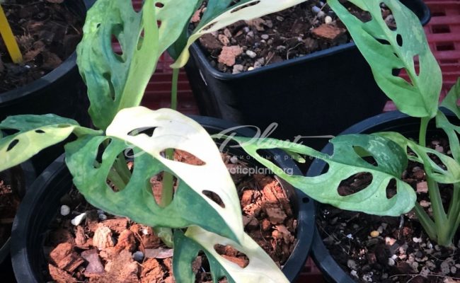 monstera obligua white variegated