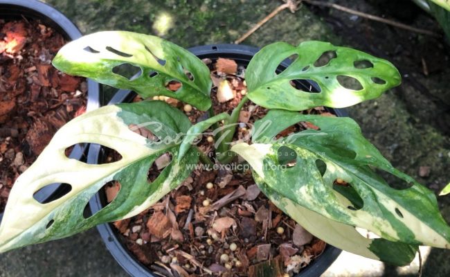 monstera obligua white variegated