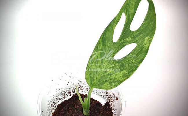 monstera obligua yellow variegated 350