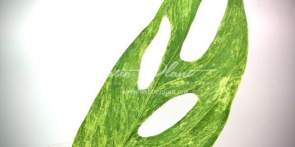 monstera obligua yellow variegated 350