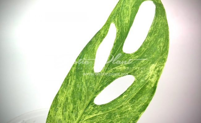 monstera obligua yellow variegated 350