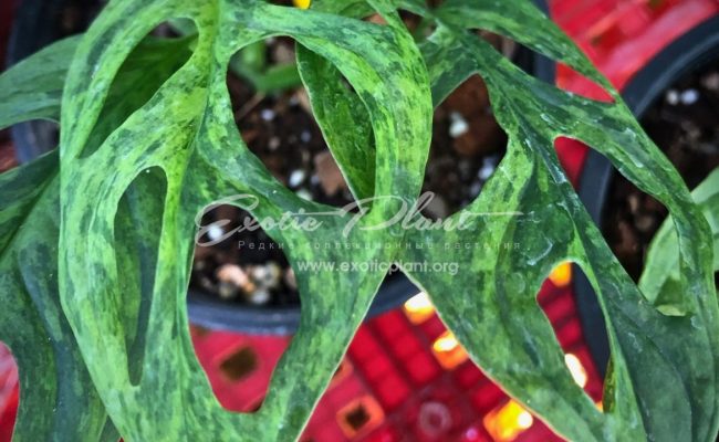 monstera obligua yellow variegated 350