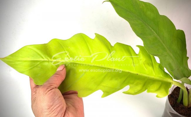 philodendron Golden Dragon 80-100