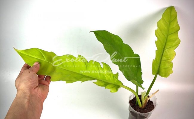 philodendron Golden Dragon 80-100