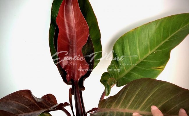 philodendron Super Red 60-80