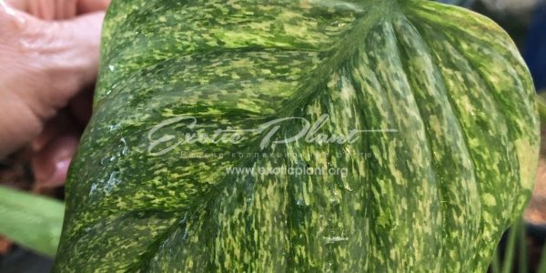 philodendron sodiroi variegated 250