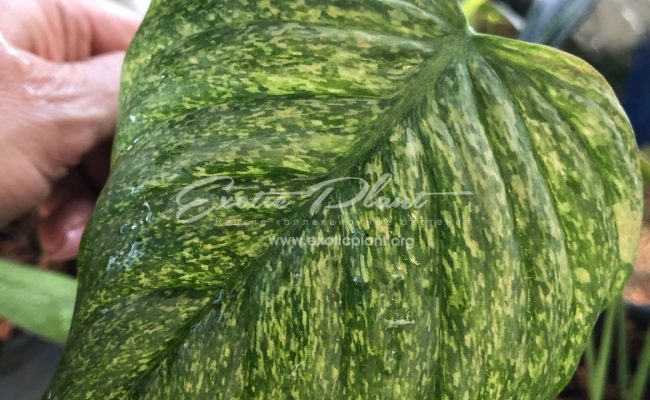 philodendron sodiroi variegated 250