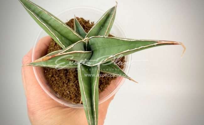 sansevieria 268 pinguicula «Longiflora» 35
