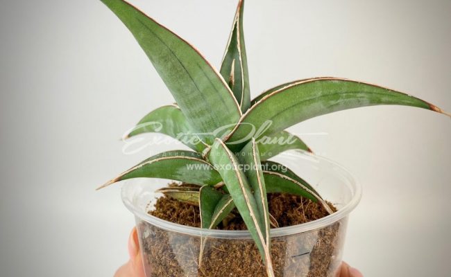 sansevieria 268 pinguicula «Longiflora» 35