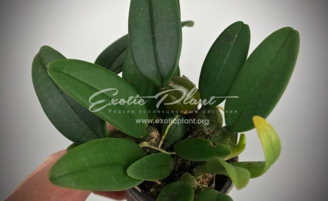 Bulbophyllum-frostii 2300