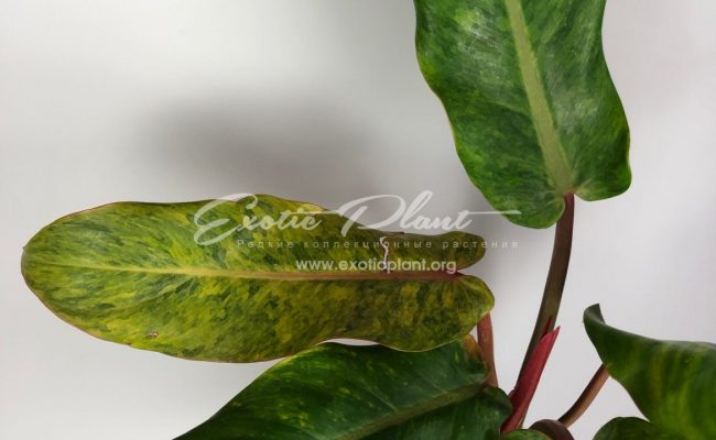 Philodendron Caramel Cream 25