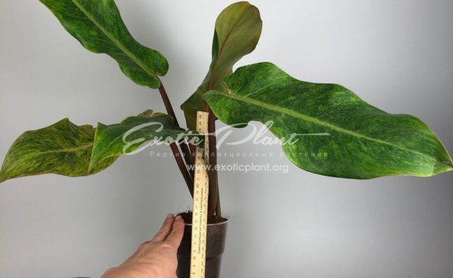 Philodendron Caramel Cream 25