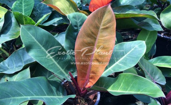 philodendron Bonus .