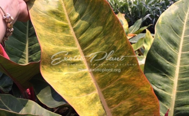 philodendron-Bonus-1-768×1024