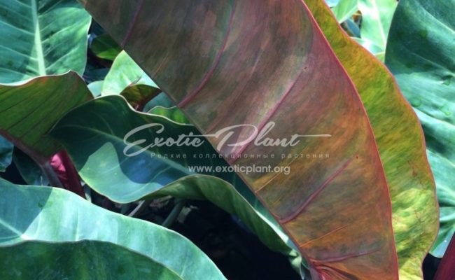 philodendron-Bonus-2-768×1024