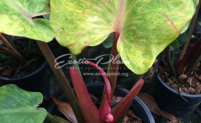 philodendron Mone