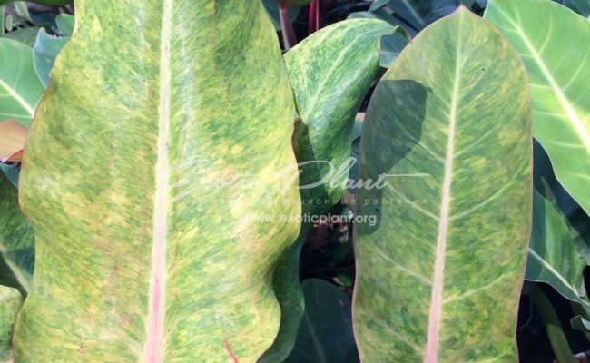 philodendron Mone & philodendron Bonus