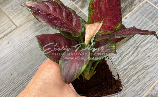 Aglaonema Black Unyamanee 35