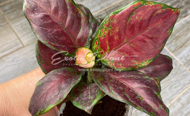 Aglaonema Black Unyamanee 35