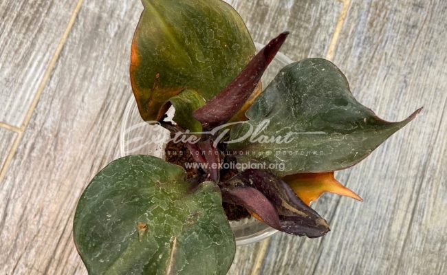 Philodendron Black Cardinal Twist 45