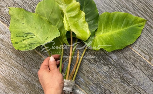 Philodendron Jungle Fever variegated (T02) = philodendron Loa Spot variegated 60-80