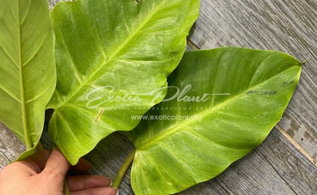 Philodendron Jungle Fever variegated (T02) = philodendron Loa Spot variegated 60-80 #1